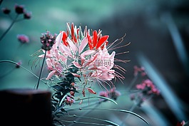 鮮花,唯美,清新