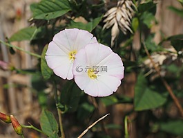 旋花,花,開花