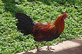 雞,母雞,鳥
