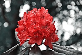杜鵑,花,灌木