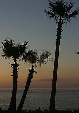 棕櫚,樹(shù),海洋