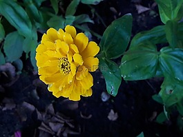 花,黃色,自然