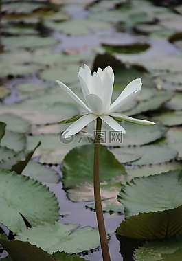 荷花,池塘,廠