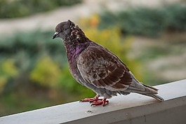 鴿子,鳥,自然