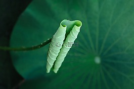 葉,自然,植物區(qū)系