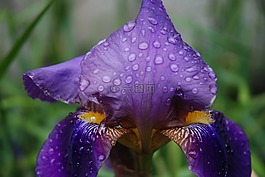 花,虹膜,紫