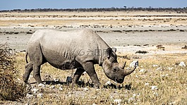 rinozeros,犀牛,breitmaulnashorn
