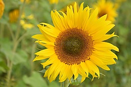太陽花,開花,鮮花