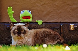 柯,猫,英国短毛猫