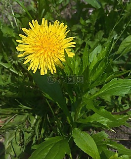 蒲公英,鮮花,黃色