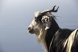 山羊,自然構(gòu)成,自然