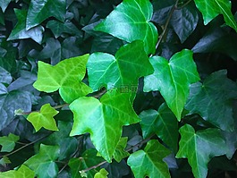 常春藤,綠色,柵欄