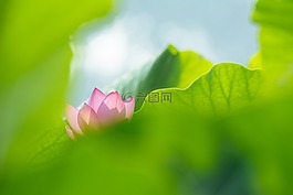 葉,自然,植物區(qū)系