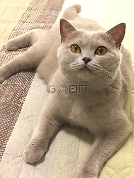 貓,寵物