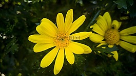 戶外活動,性質(zhì),植物