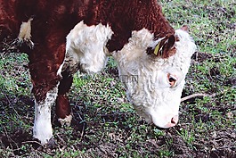 牛肉,牛,性質(zhì)