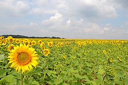 黃色,向日葵,開花