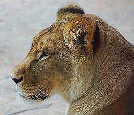 獅子,關(guān)閉,動(dòng)物園