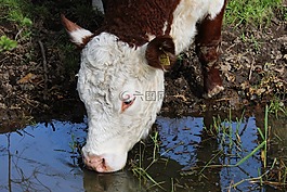 牛肉,牛,性質(zhì)
