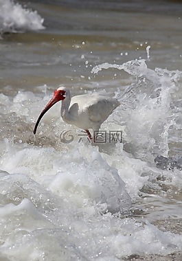 水禽,佛羅里達州,海灘