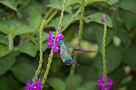 蜂鸟,鸟,花