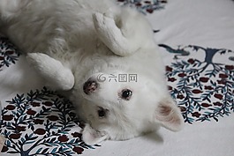 pommerian,贱人,rani