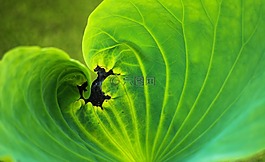 葉,植物區(qū)系,自然