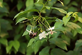 性質(zhì),蜜蜂,葉