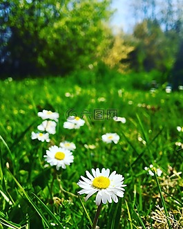 黛西,鮮花,花園
