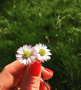 黛西,鮮花,粉色