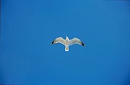 天空,海鷗,藍(lán)色