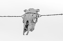 barbwire,头骨,牛头骨