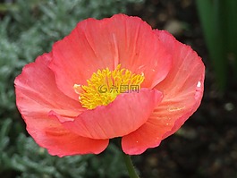 冰岛罂粟,mohngewaechs,丰富多彩
