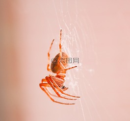 蜘蛛,昆蟲(chóng),web