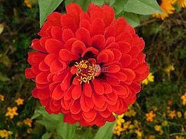 朵紅色的花,花塵,花粉