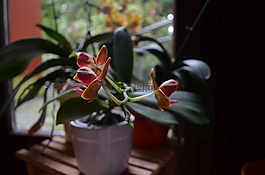 蘭花,植物,開(kāi)花