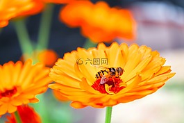 蜜蜂,花,昆蟲
