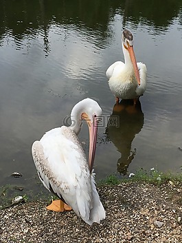 鳥(niǎo),動(dòng)物園,公園