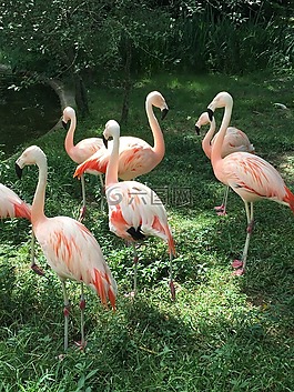 粉紅色,火烈鳥(niǎo),綠色