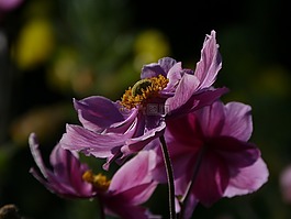 花,自然,植物區(qū)系