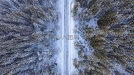 森林,路,以上