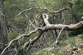 樹,老,死亡