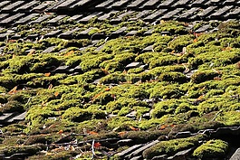 屋頂,瓦,苔