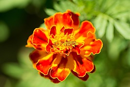 花,特寫,開花