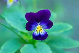 花,特寫,開花