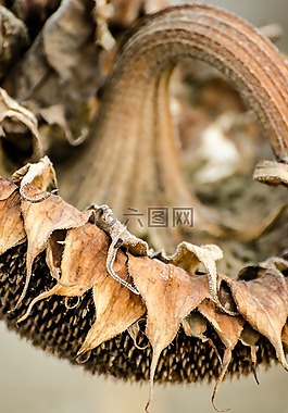 向日葵,秋天,收獲的季節