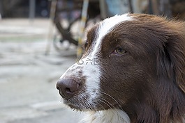 狗,街,動(dòng)物