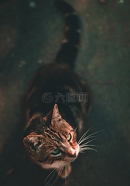貓,小貓,動物