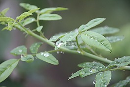 水,滴,植物