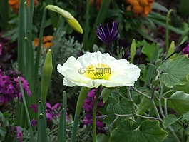 冰島罌粟,白色的花,春天的花
